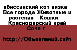 абиссинский кот вязка - Все города Животные и растения » Кошки   . Краснодарский край,Сочи г.